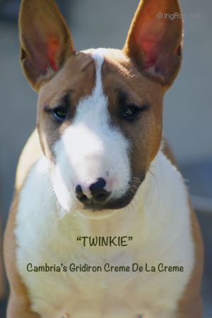 TWINKIE