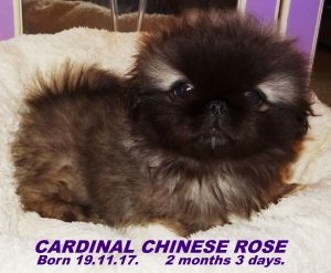 CARDINAL CHINESE ROSE