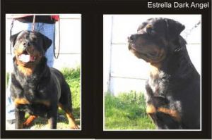 ESTRELLA